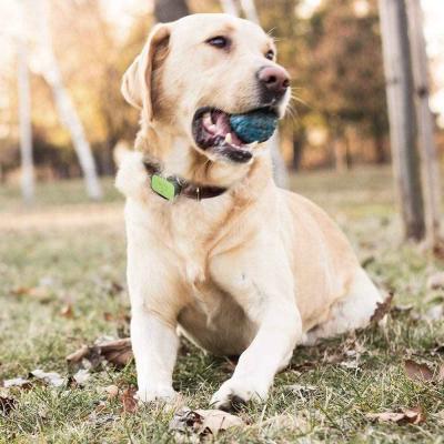 Whistle Smart Pet Health and Fitness Tracker 