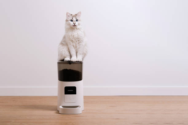 5 Best Automatic Cat Feeder for Two Cats