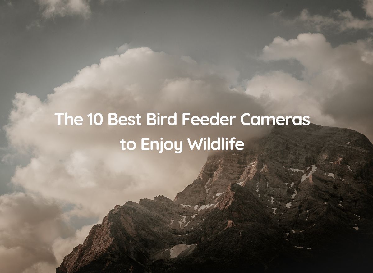 The 10 Best Bird Feeder Cameras to Enjoy Wildlife